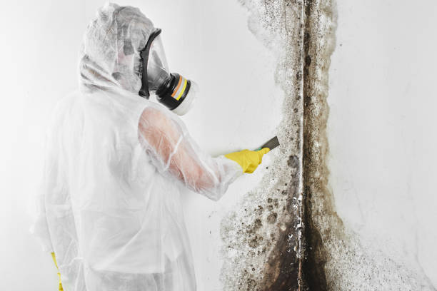 Best Attic Mold Removal  in Lantana, FL