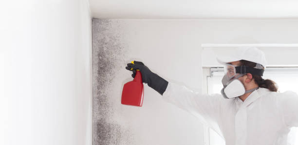 Best Commercial Mold Removal  in Lantana, FL