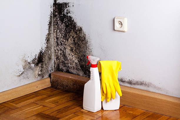 Best Mold Removal and Inspection  in Lantana, FL